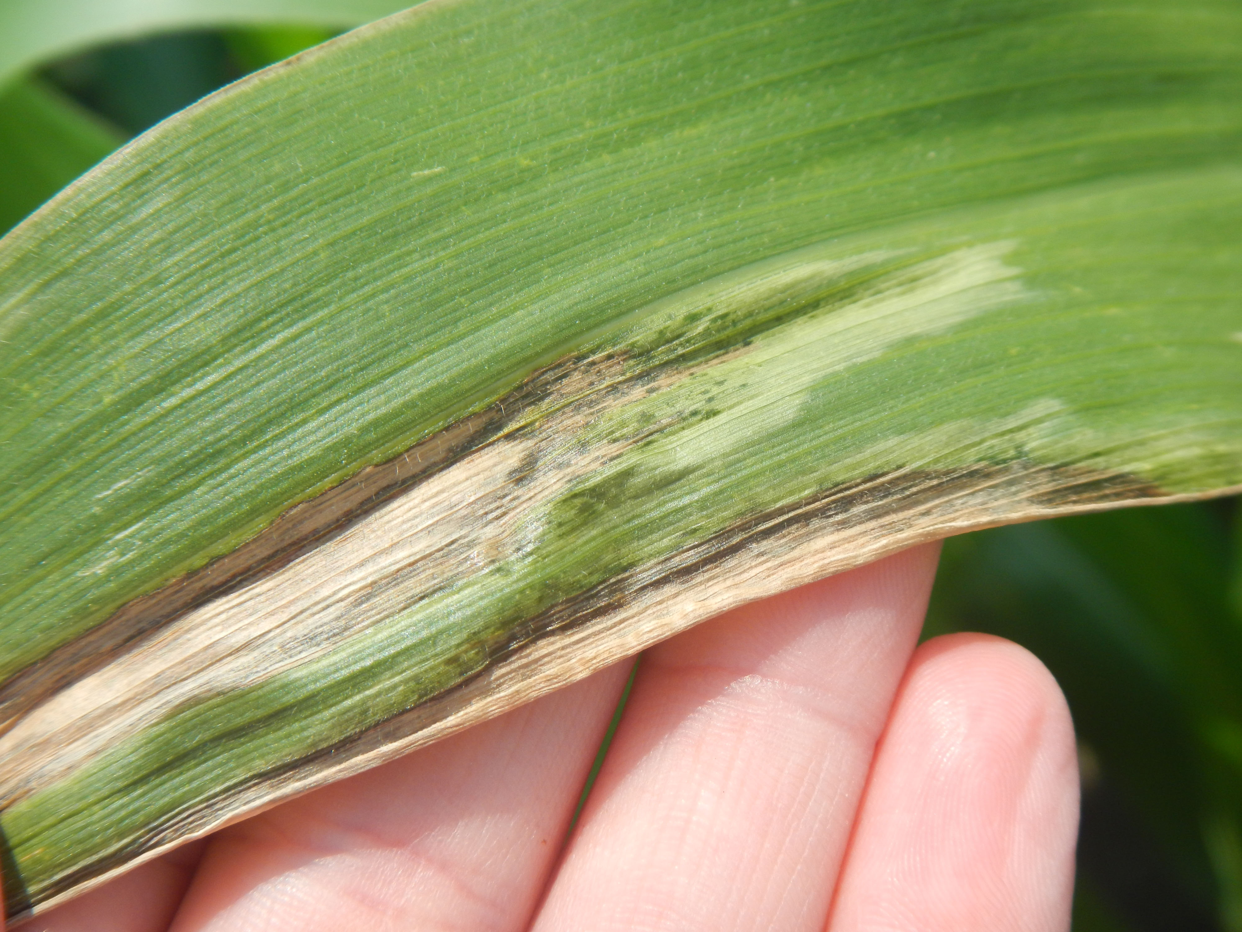 Figure 2: Diagnostic symptoms of Goss’s wilt include water-soaked lesions with black “freckles” or specks on or surrounding the lesions